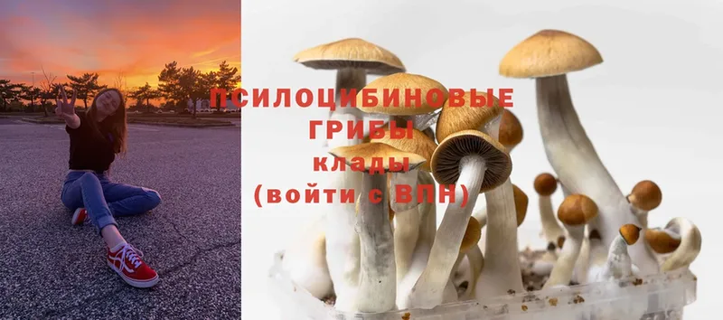 Галлюциногенные грибы Psilocybe  Волоколамск 